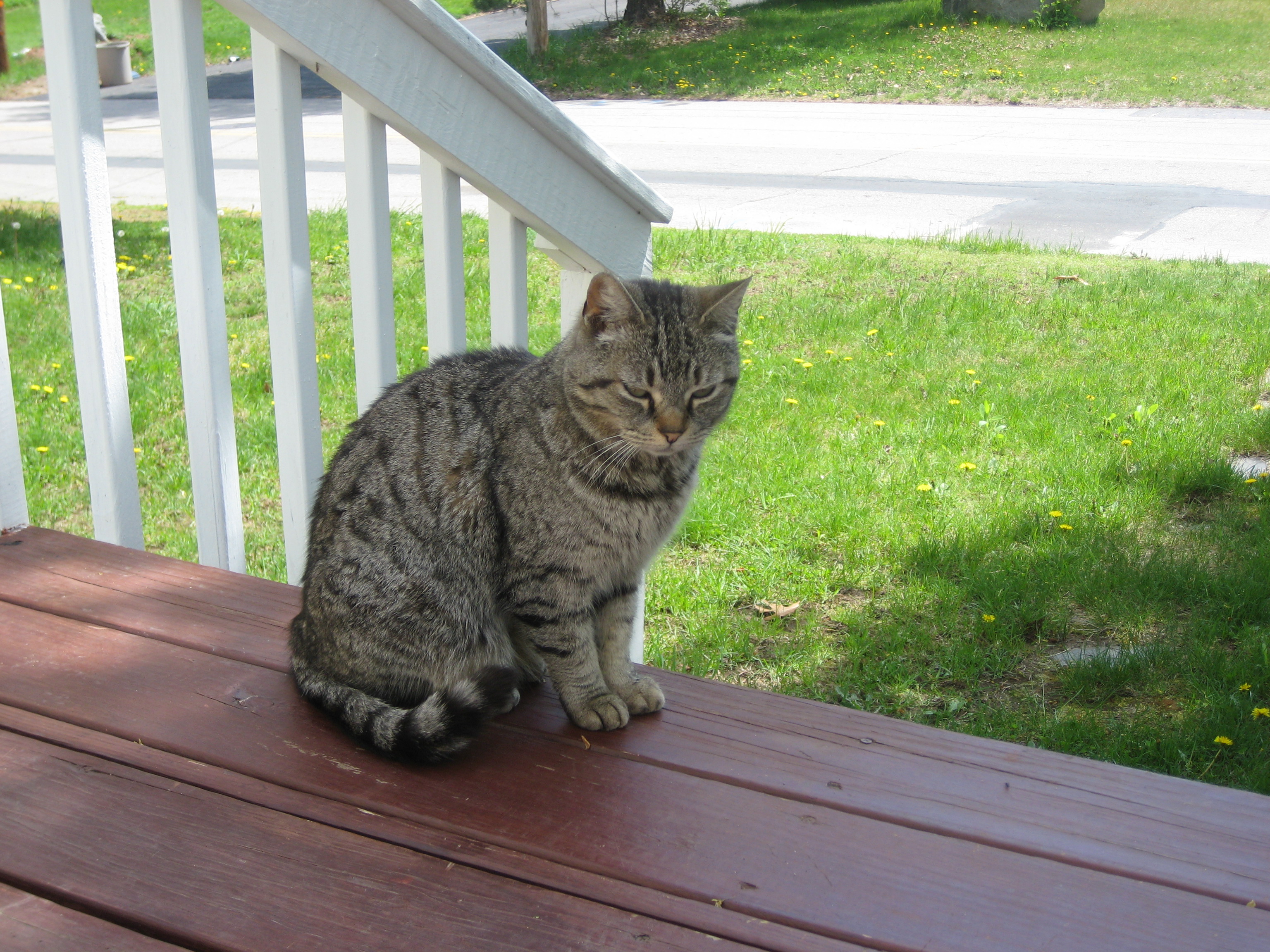 Basketball with friends photo