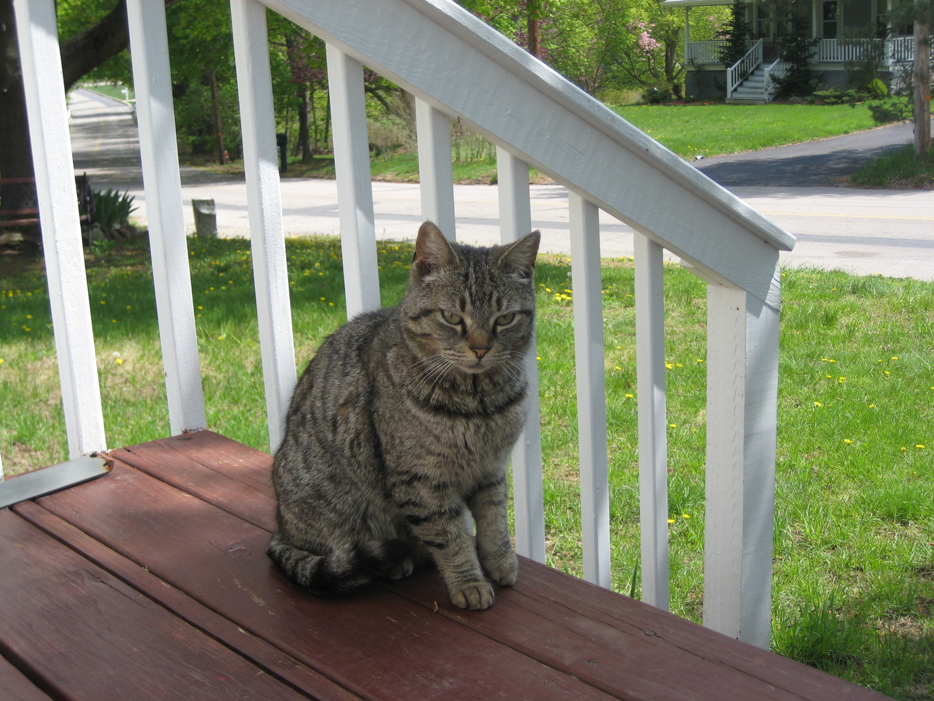 Basketball with friends photo