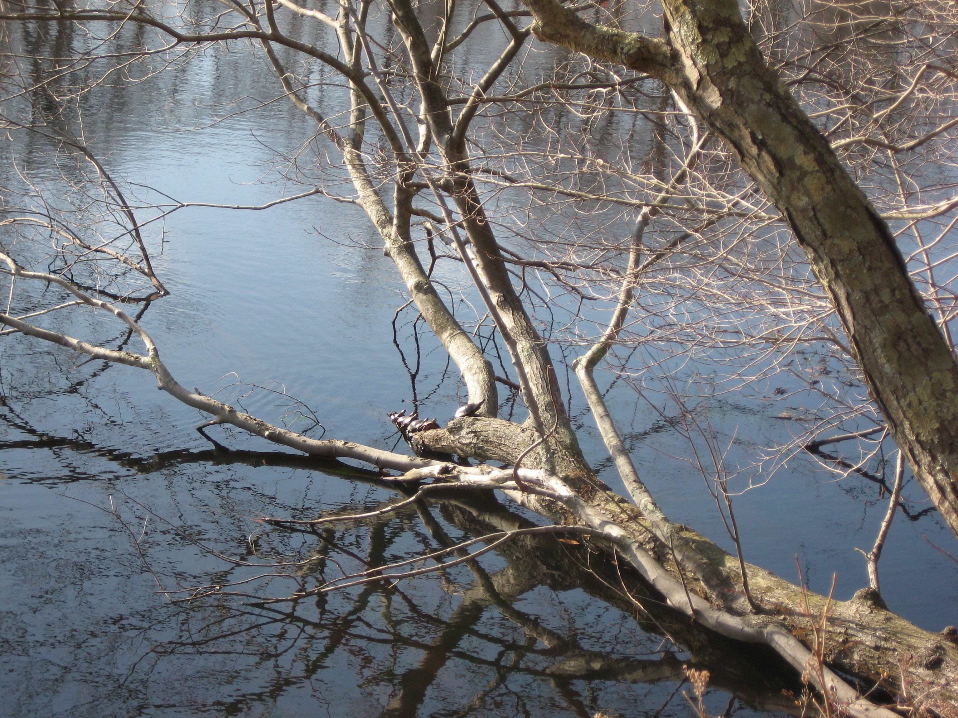 Bird sanctuary photo