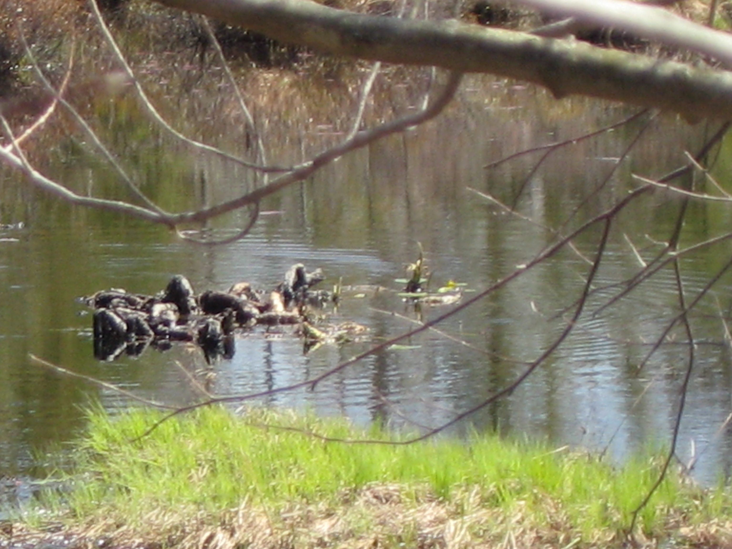 Borderland Park photo
